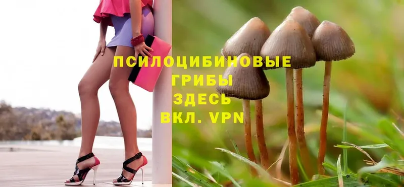 Галлюциногенные грибы Psilocybine cubensis  закладка  Кизилюрт 