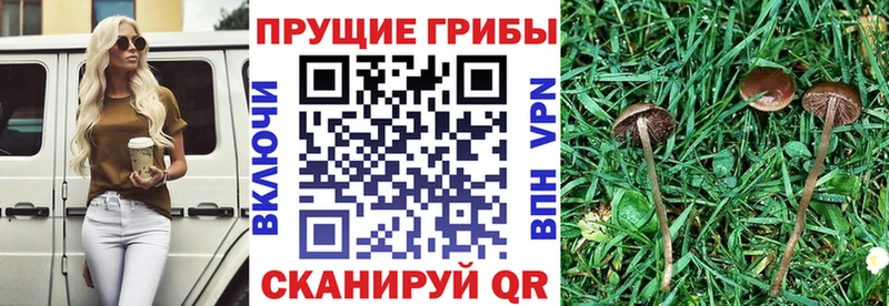 Псилоцибиновые грибы Psilocybine cubensis  купить наркоту  Кизилюрт 