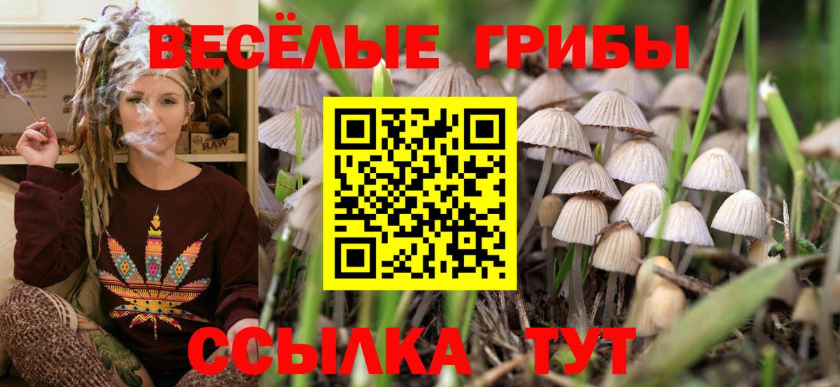 Псилоцибиновые грибы Psilocybe  Кизилюрт  Галлюциногенные грибы мухоморы 